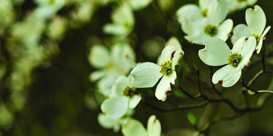 Dogwood flowers on muted background