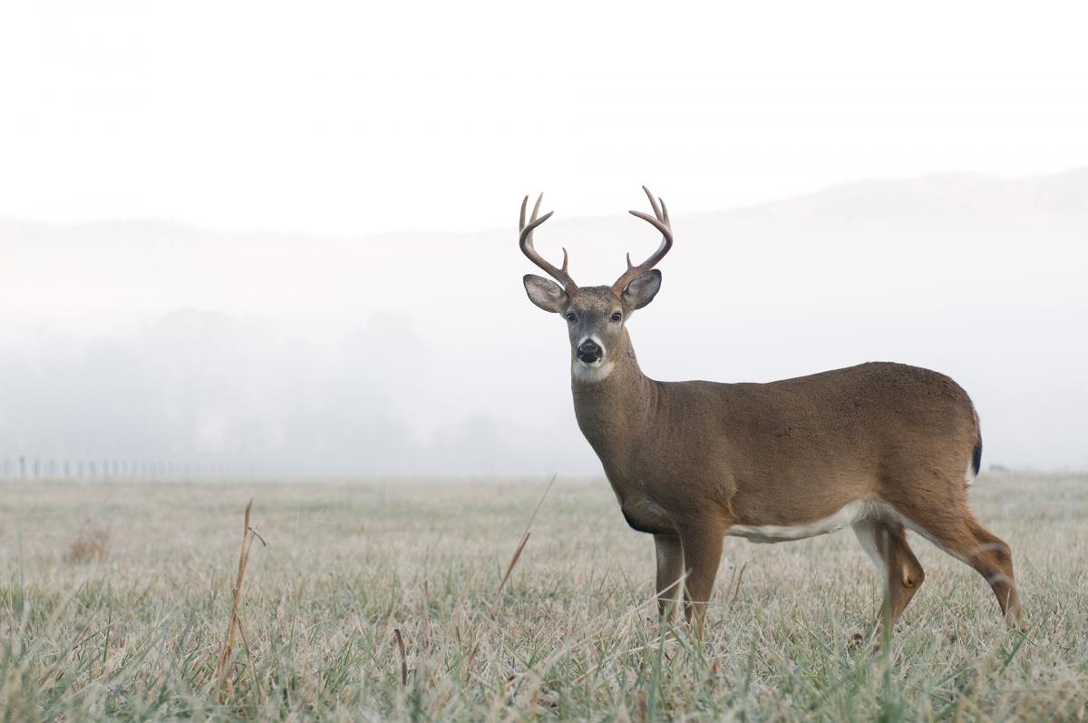 Whitetail deer in field